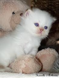 Harielle Femelle British Longhair Chocolat Golden Shaded Point Cat Chat Animal Babycat Kitten Bordeaux Britishlonghair Arth Gatos Perros Peluches