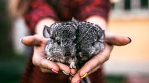 A bacterial or fungal infection could also be responsible for your pet's hair loss. 10 Common Chinchilla Health Problems Pet Comments