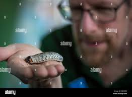 African flower beetle immagini e fotografie stock ad alta risoluzione