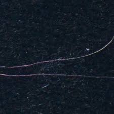 Image result for Perotis patens