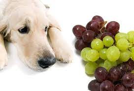 Are Grapes Bad For Dogs Why Are Grapes Bad For Dogs Can Dogs Eat Grapes Dog Food Recipes Dangerous Foods For Dogs