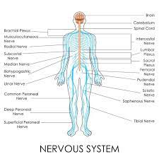 Its task is to relay information from your brain and spinal cord to the rest of your body and from your body to your it also maintains your blood pressure, heart rate and breathing rate at a low level. Nerve Structures Of The Spine