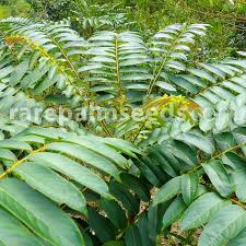Image result for Phyllanthus beillei