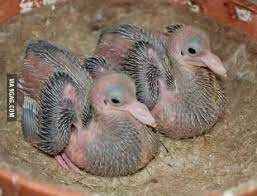 For The One Who Never Saw A Baby Pigeon Baby Pigeon Racing Pigeons Pet Pigeon