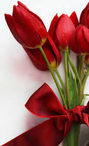 Berbagai pengetahuan tentang gambar bunga tulip warna merah dan taman lain nya juga. Hamparan Aksara Tulip Merah