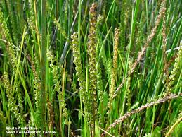 Image result for Triglochin