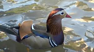 Number 5 in my collection of photos of this new celebrity of new york city and central park. A Rare Mandarin Duck Is Hanging Out In Nyc S Central Park And Nobody Knows How It Got There Cnn