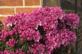 Rhododendron Ponticum Graziella Baumschule Nielsen In 2020 Baumschule Pflanzen Baum