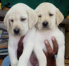 We did not find results for: Pet Quality Labrador Puppies For Sale In Hyderabad