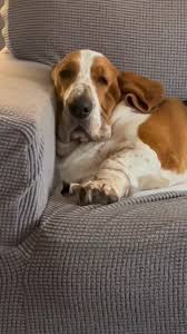 Image result for basset hound