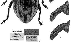 Image result for Plinthus