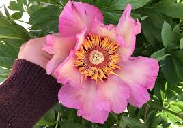 The most common peonies season material is burlap. Itoh Peonies Roger S Gardens