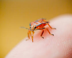 Image result for Insect Bite