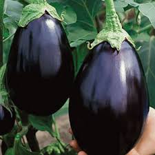 When to plant eggplant outdoors? How To Grow Eggplant