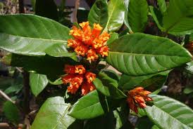 Image result for Bersama lucens