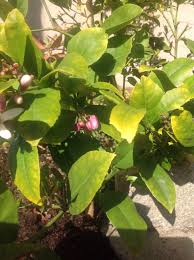 Check spelling or type a new query. How Can You Tell If You Have A Lemon Or A Lime Tree 305357 Ask Extension