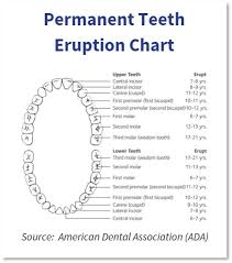 American Dental Association Tooth Numbering Chart