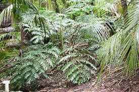 Image result for Ptisana