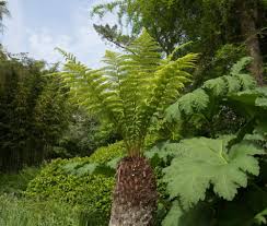 Types of fern plants outdoor. 19 Different Types Of Fern Plants Home Stratosphere