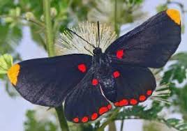 Black And White Striped Butterfly With Red 