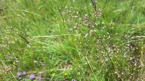 Image result for Avenella flexuosa