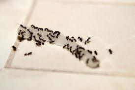 Maybe you would like to learn more about one of these? 56 Essential Survival Skills For Homeowners Get Rid Of Ants Rid Of Ants Odorous House Ants