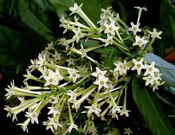 During the day, the white flowers remain shut but at night they climbers like the moonflower need a support like a trellis to grow on. Night Blooming Jasmine Facts And Health Benefits