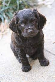 Boykin Spaniel Puppy Spaniel Puppies Boykin Spaniel Puppies Spaniel Breeds