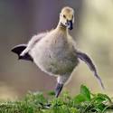 goose