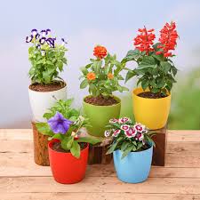That's why we decided to figure out what makes a great indoor flower for beginners. Buy Buy 1 Get 1 Free On All Flower Seeds Online At Nurserylive Best Seeds At Lowest Price