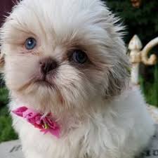 25 cute Shih Tzu puppies for sale in Sioux City, Iowa