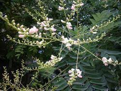 Image result for Styphnolobium