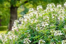 Check spelling or type a new query. Cleome Hassleriana White Queen Spider Flower