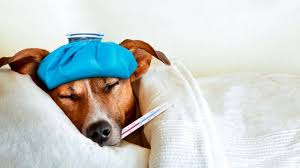 Es handelt sich vielmehr um eine abwehrreaktion ab welcher temperatur wird bei einem hund von fieber gesprochen? Hirnhautentzundung Beim Hund Ursachen Und Behandlung Auf Einen Blick Petplan