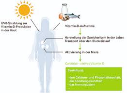 Evidence from a comparative metaanalysis of. Vitamin D Ein Wichtiger Tausendsassa Im Menschlichen Korper Euroimmunblog