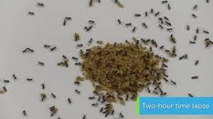 Your online pest control resource since 1997 need expert help? Odorous House Ant Trial With Advion Insect Granular Bait Youtube