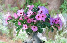 Jenis tanaman hias untuk halaman rumah. Tanaman Hias Adenium Sangat Cocok Ditanam Pada Blogger Bonsai