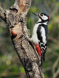 We did not find results for: Pin On Picidae