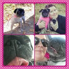 Check out our available pets before visiting us in kansas city, kansas. Pets Without Partners 15 Reviews Pet Adoption 1336 Hilltop Dr Redding Ca Yelp