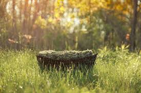 Photoshoot Outdoor Nature Background Hd 4k00.26landscape nature empty seat wood bench chair with green plant under sunset background change to gold natural light color of beautiful grass wheat meadow prairie. photoshoot outdoor nature background hd
