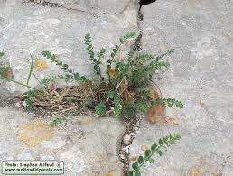 Image result for Andrachne ovalis