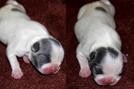 Find a french bulldog puppy from reputable breeders near you and nationwide. Newborn Solid Blue Pied French Bulldog Puppy Blue French Bulldog Puppies For Sale Blog