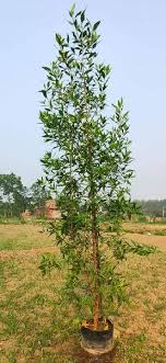 223 open jobs for electrical maintenance technician in bangi. Conocarpus Plant By Sk Hitech Nursery Conocarpus Plant From Latur Maharashtra Id 5734898