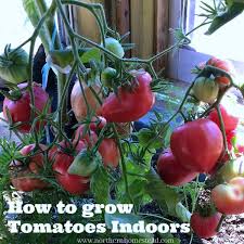 Click here for details on this year's plant sale plans and check out our new tomato garden collections! Heirloom Tomato Varieties We Grow In A Northern Garden Northern Homestead