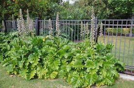 Image result for Acanthus