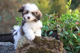 Looking for a havanese puppy or dog in florida? Havanese Puppies Palm Springs
