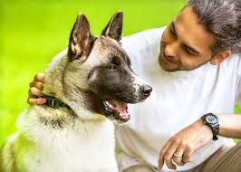 Plus, when you adopt a dog, you are doing a good deed by giving a home to a pet in need! Akita Temperament And Behaviors Experienced Owners Only