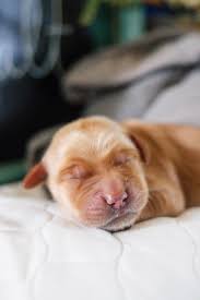 Tennessee Golden Treasures...