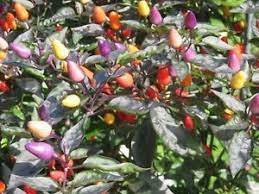 This item pepper, chilli, 20 seeds, bolivian rainbow chili pepper(c. Samen Bunter Bolivian Rainbow Chili Chilli Paprika Samen Saatgut Neue Ernte Ebay