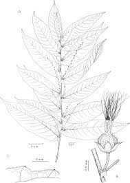 Image result for Euphorbia inaequilatera